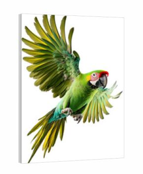 Isolated Green Parrot Flying