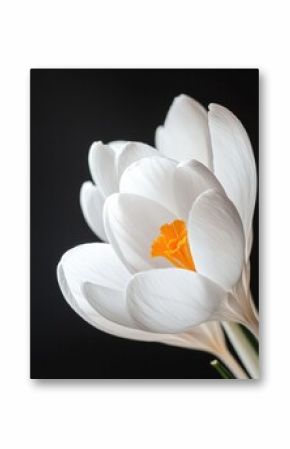 Delicate white crocus blossom close-up