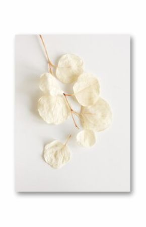 White dry eucalyptus branches top view on white background .Floral card.poster