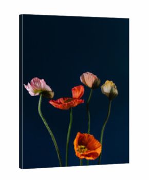FIVE POPPIES ON A BLUE BACKGROUND