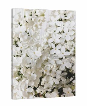 Beautiful white lilac flowers close up. Spring details. Blooming lilac branch in room. Vertical phone photo