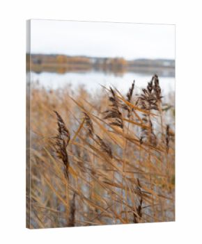 Yellow grass growing in the water