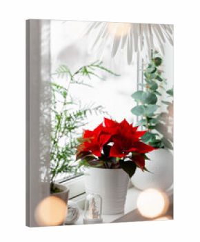 white cozy window arrangement, winter christmas concept, red poinsettia flower, lights