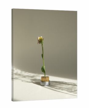 flowers close-up with place for design. banner