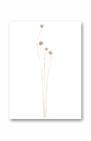 Set of Dried Tall Grass Stems with Flower Blooms (Transparent Background)