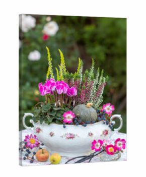 pink Alpenveilchen, Heidekraut und Kürbis in einer vintage Suppenterrine im Garten