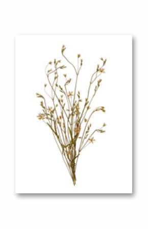 Pressed floristry, oshibana. Delicate bouquet of dried pressed wildflowers in boho style. Perfect for interior decorating, design, cards, patterns, floral arrangements, wedding cards and invitations.