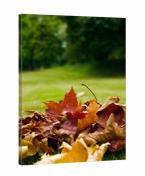 Petit tas de feuilles mortes