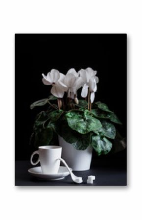 Dark mood still life with a white cyclamen flower and a white cup of coffee