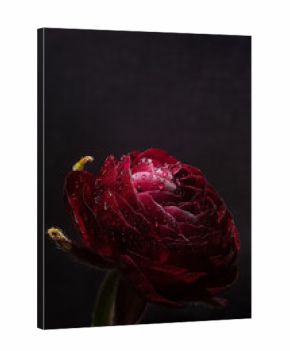Extreme Flower Close-up of a dark red ranunculus flower with water droplets on petals, isolated on black background. Elegant floral macro perfect for romantic, luxury, or botanical design.