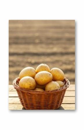 Golden Harvest: A Basket of Freshly Dug Potatoes on a Rustic Wooden Table in a Sunlit Field