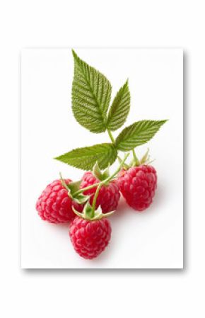 Fresh raspberries on the vine with leaves, against a white background. Food photography.