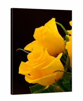 deep yellow roses seen against a black background