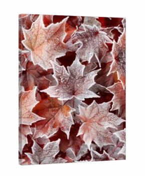 Frosted autumn leaves dispersed on a crisp white surface, capturing seasonal beauty