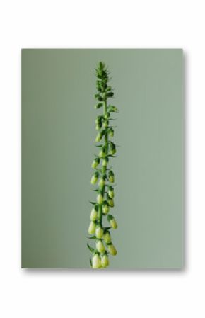 Still life of  white foxglove emerging into flower, a single flower head.