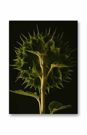 s unflower  flower  plant nature greenlife  design  graphiclines  perfection  helianthus flowering plant  green stem stilllife  back side  waiting the sun  beautyshot 