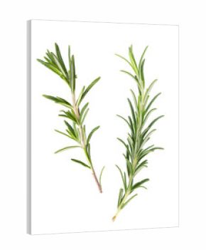 fresh rosemary sprigs isolated on white background