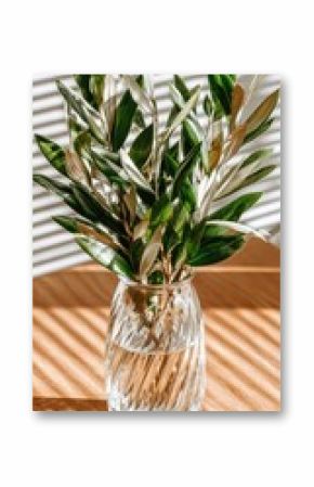 Olive branches in a clear vase, sunlit (1)