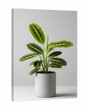 Prayer Plant in Pot - Maranta Leuconeura Houseplant