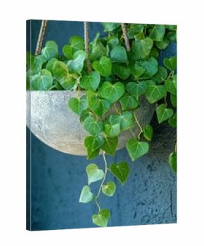 Hanging planter with heart-shaped leaves