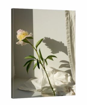 Peony flower in a vase