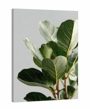 Close-up of a Fiddle Leaf Fig Plant with Green Leaves.