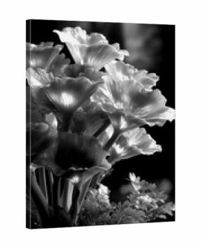 Beautiful ginkgo flowers under soft sunlight in black and white