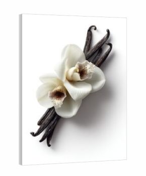Vanilla Orchid Floral Still Life