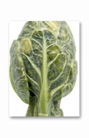 Intricate Green Brussels Sprout Sculpture: A Striking Decorative Piece for Kitchen or Home Decor