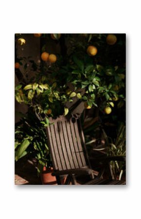 chair under an orange tree