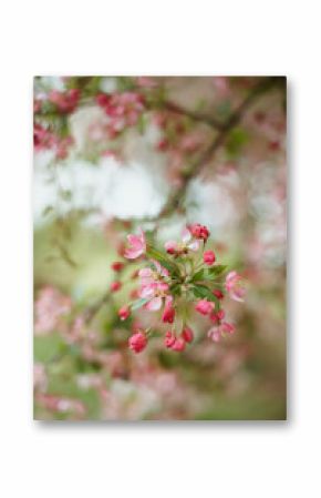 Close-up of pink flower blossom growing on a branch, Netherlands