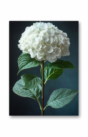 A Single White Hydrangea Blooms Gracefully