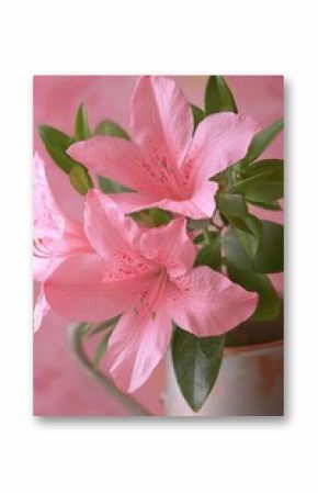 Beautiful pink azalea flowers in a soft pastel setting, showcasing delicate petals and lush green leaves, perfect for a spring theme.