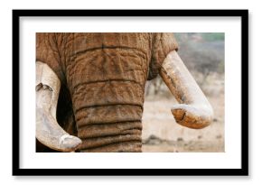 Close Up Of An African Elephant - Loxodonta Africana At A Conservancy In Nanyuki, Kenya