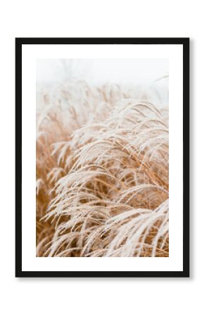 Abstract natural background of soft plants Cortaderia selloana. Frosted pampas grass on a blurry bokeh, Dry reeds boho style. Patterns on the first ice. Fluffy stems of tall grass under snow in winter