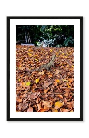 autumn leaves and water dragon