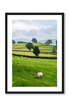 Sheeps and Farms in Yorkshire Dales National Park, North Yorkshire, England