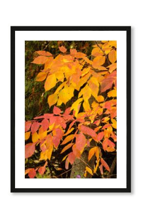 Ash leaves, having first turned yellow are now starting to turn reddish in eary October near Hartford, Wisconsin