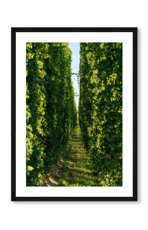 Bavarian Hops field with a gab between the field