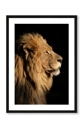 Duży samiec lwa afrykańskiego (Panthera leo)