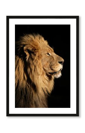 Big male African lion (Panthera leo)