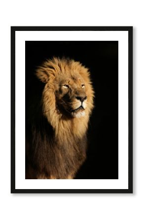 Big male African lion (Panthera leo)