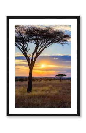 Sunset in savannah of Africa with acacia trees, Safari in Serengeti of Tanzania