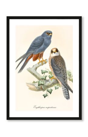 Two little birds of prey looking to us on a branch. Old detailed and colorful illustration of Red-footed Falcon (Falco vespertinus). Isolated composition by John Gould publ. In London 1862 - 1873