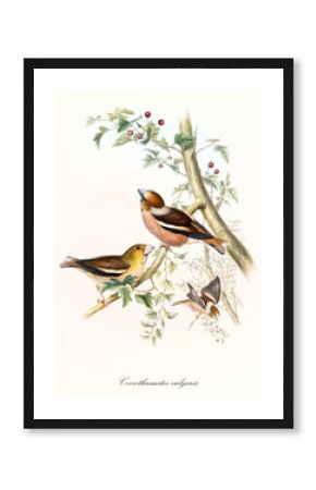 Little cute birds flying and posing on a robust branch with leaves and red berries. Vintage hand colored illustration of Hawfinch (Coccothraustes coccothraustes). By John Gould, London 1862 - 1873