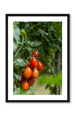 closeup of a bunch ripe roma tomatoes hanging on a vine