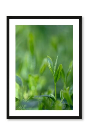 茶葉・茶畑・新茶