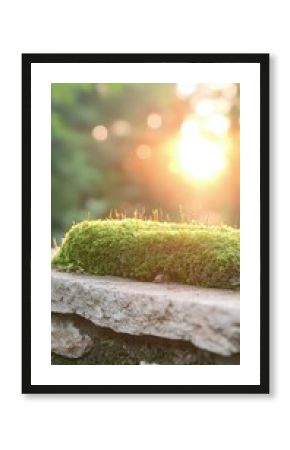 Luminous Sunset Illuminating Vibrant Green Moss on Stone Wall