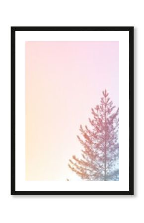 Silhouette of a Pine Tree Against a Pastel Sunset Gradient