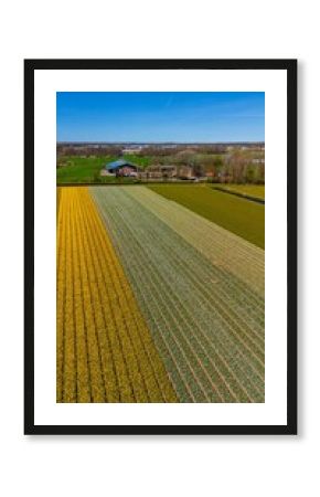 Aerial footage of vibrant flower fields arranged in perfect rows, showcasing a colorful patchwork of tulips and crops near a town, with clear skies and scenic farmland.